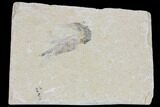Cretaceous Fossil Shrimp - Lebanon #123919-1